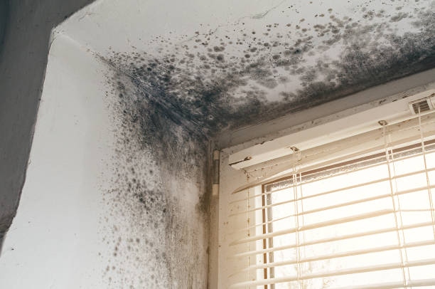 Affordable Mold Remediation solutions in Upperville, VA